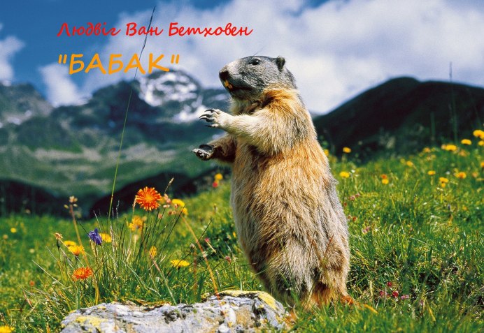 Тарбаган монгольский