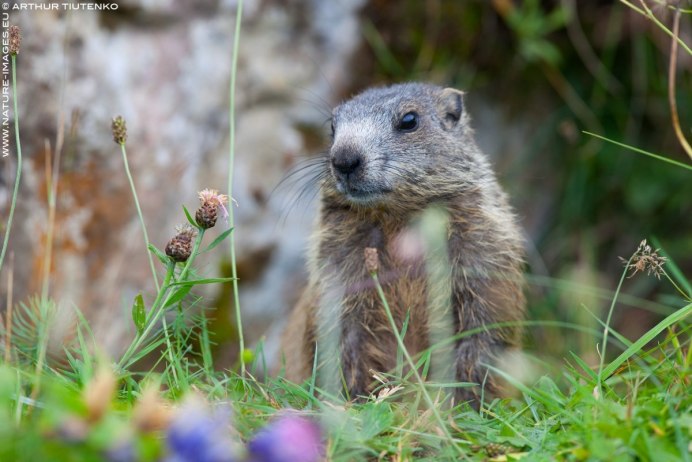 Сурков Marmota.