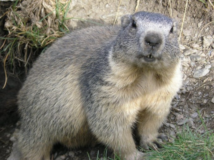 Желтобрюхий сурок (Marmota flaviventris)