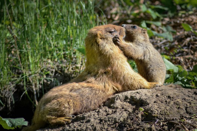 Серый сурок Marmota baibacina фото и описанием