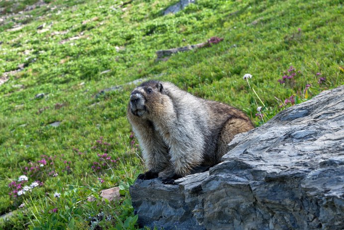 Сурок Woodchuck