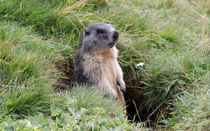 Монгольский сурок (Marmota sibirica)