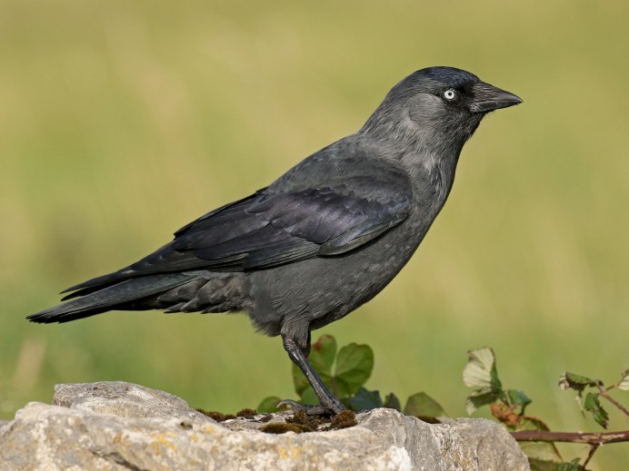 Птицы Corvidae