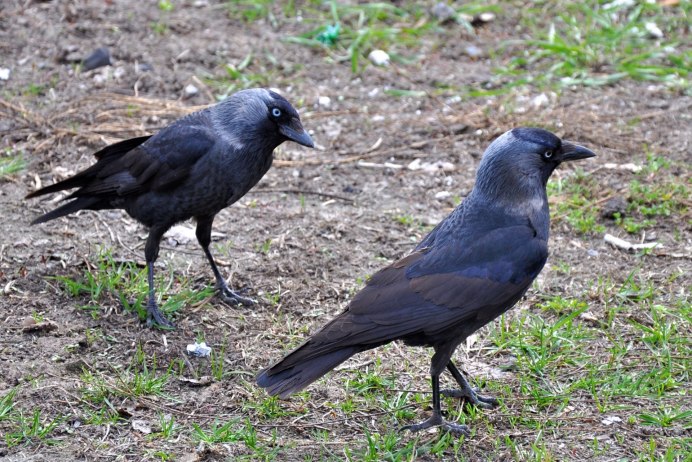 Галка обыкновенная ‒ Corvus monedula