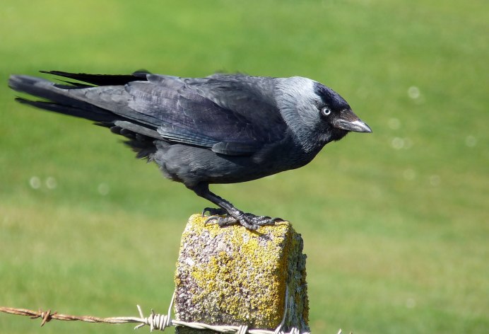 Jackdaw 2009