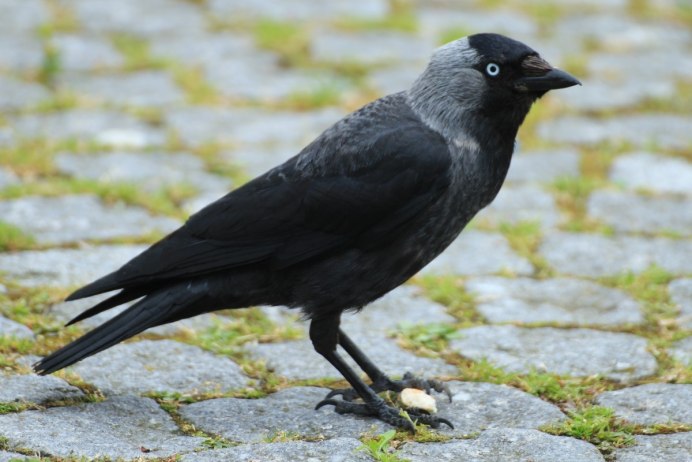 Галка (Coloeus monedula)