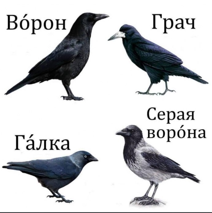 Синяя Галка птица