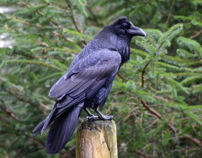 Галка (Coloeus monedula)