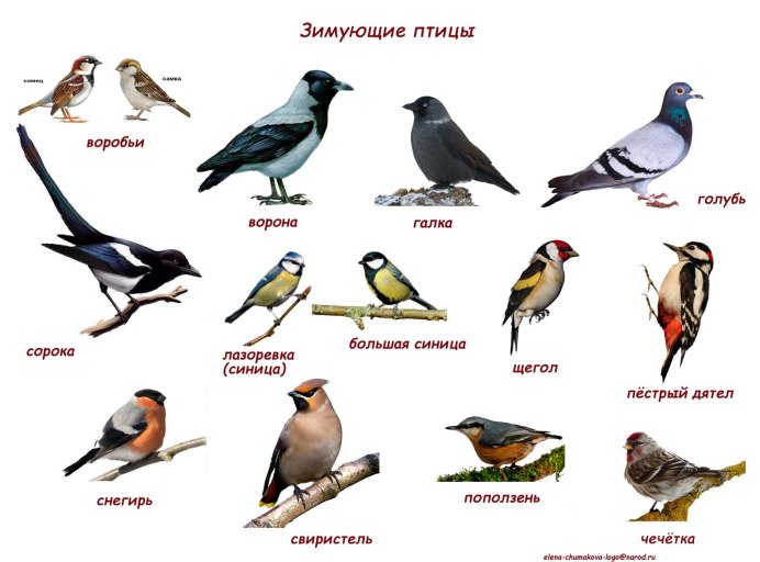 Галка (Coloeus monedula, Corvus monedula)