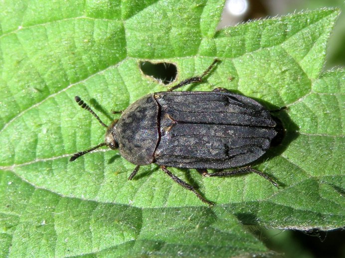 Oulema melanopus личинка