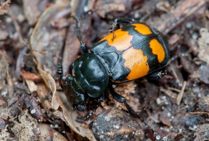 Thanatophilus lapponicus