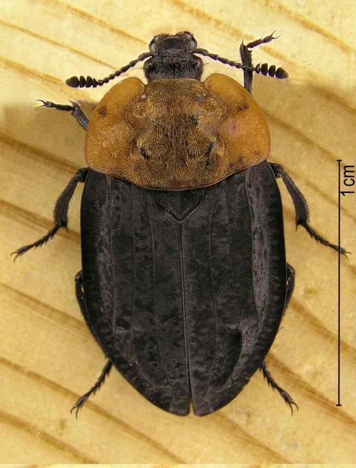 Phosphuga atrata