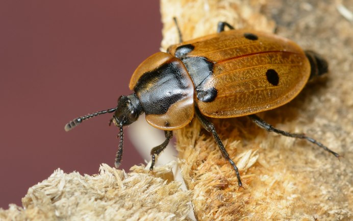 Жук мертвоед Silphidae