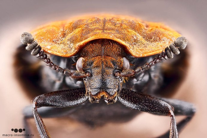 Oiceoptoma thoracicum