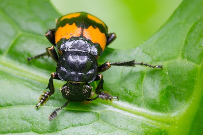 Xylodrepa quadripunctata