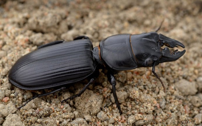 Thanatophilus lapponicus