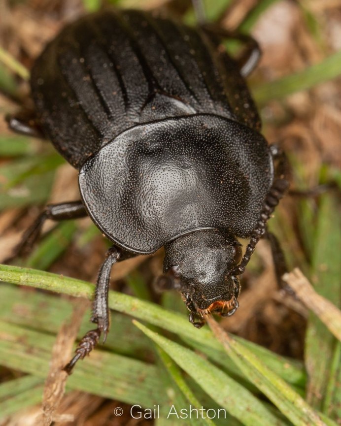 Phosphuga atrata