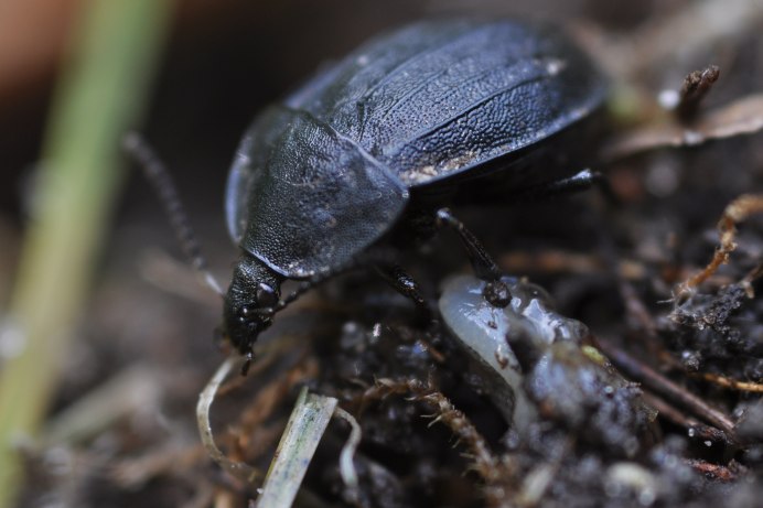 Жук мертвоед Nicrophorus