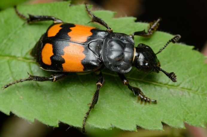 Silphidae мертвоед