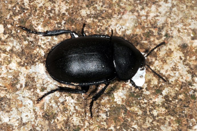 Xylodrepa quadripunctata