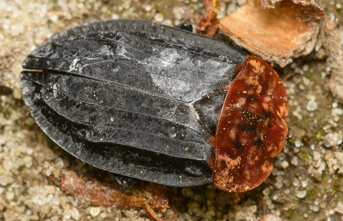Oiceoptoma thoracicum