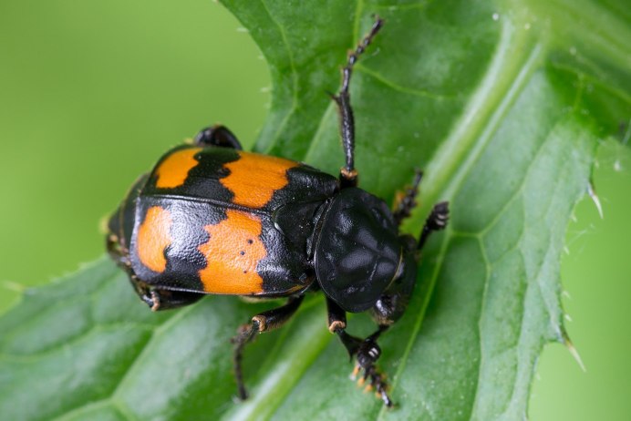 Aclypea undata