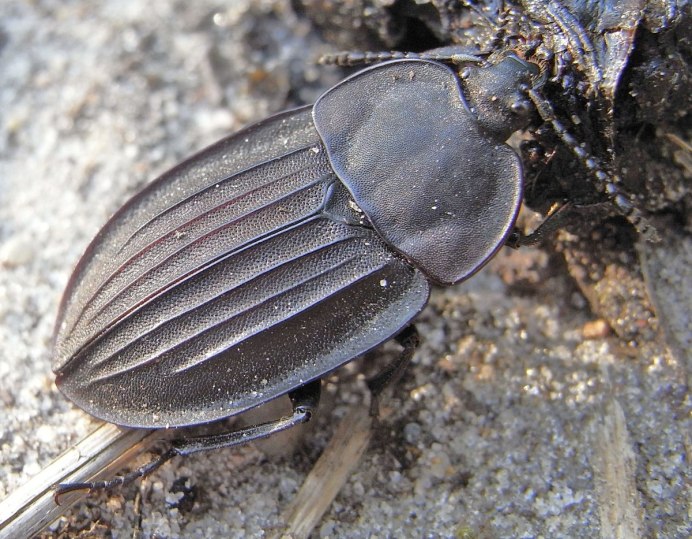 Phosphuga atrata (Linnaeus, 1758)