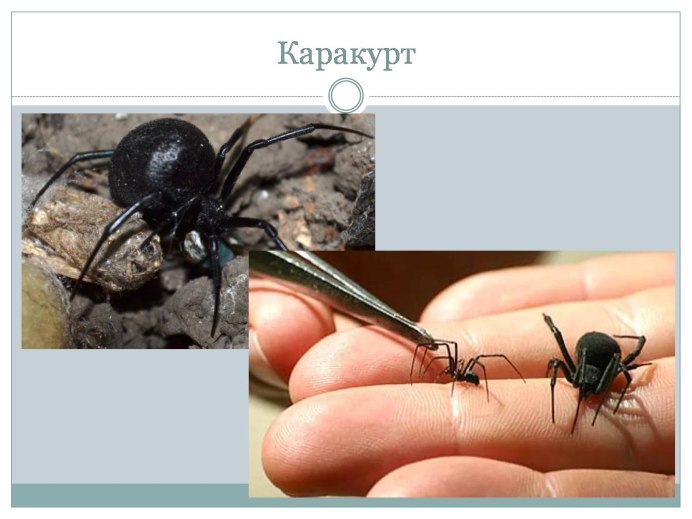 Каракурт Тарантул