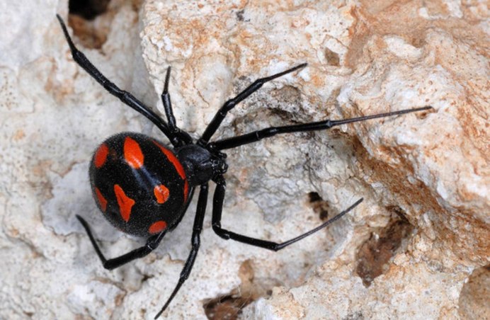 Ebrechtella tricuspidata паук
