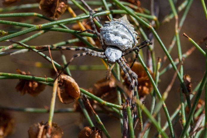 Паук Larinioides ixobolus