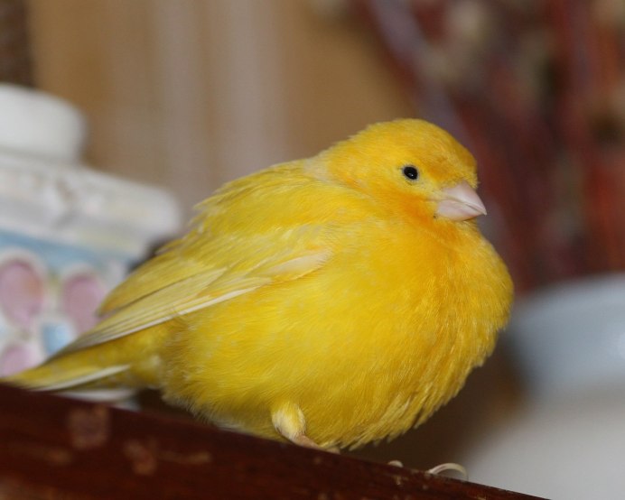 Canary - канарейка