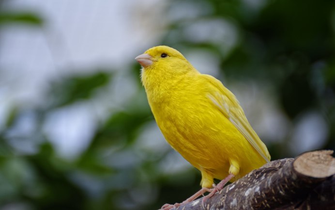 Canary - канарейка