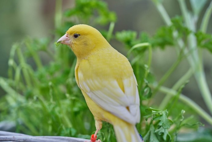 Canary - канарейка