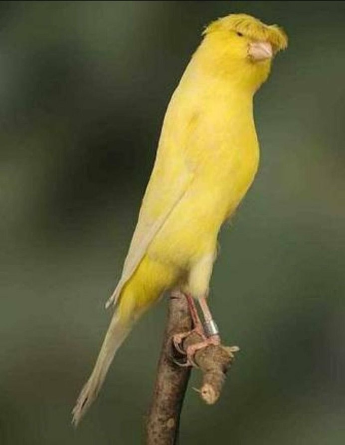 Барбарис Еллоу Бирд (Yellow Bird)