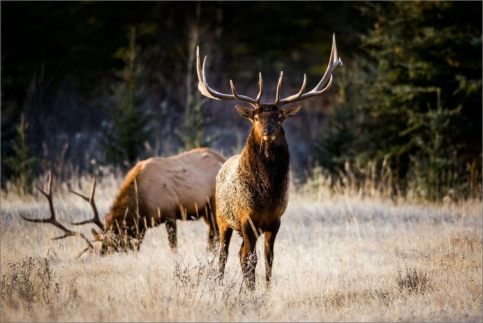 Вапити ареал Wapiti