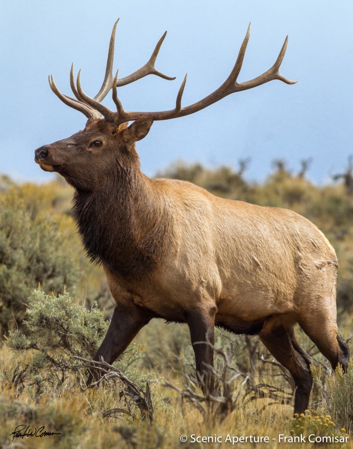 Вапити ареал Wapiti