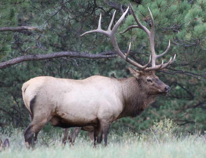 Elk Wapiti