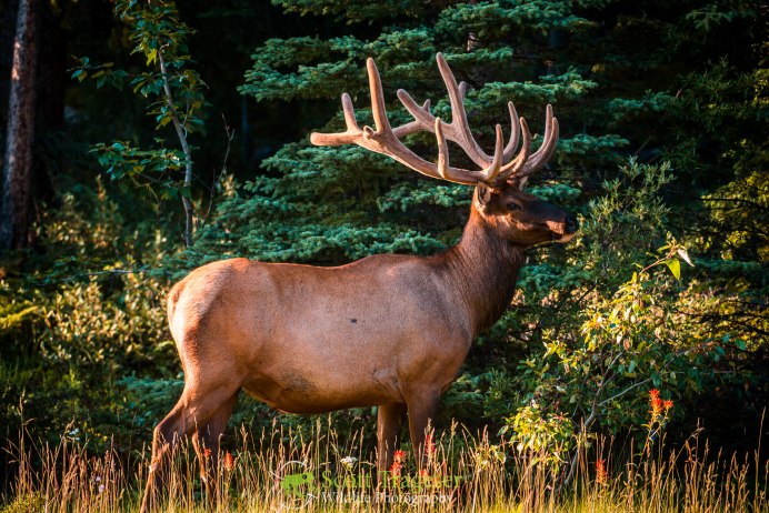 Elk bledom