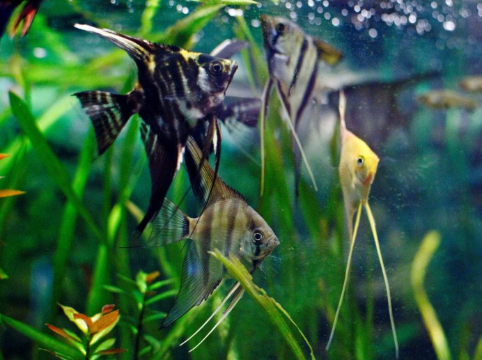 Pterophyllum scalare Wild