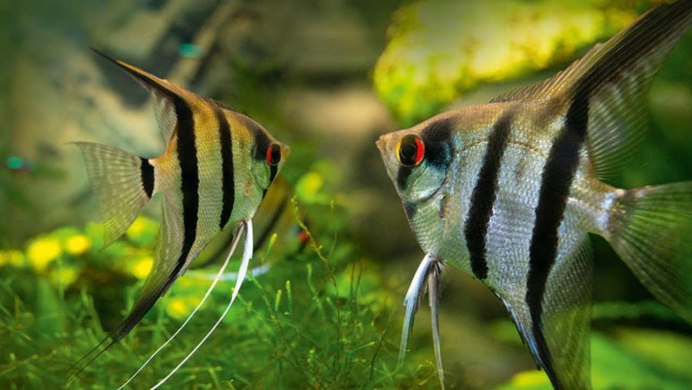 Скалярия Amapa Red back