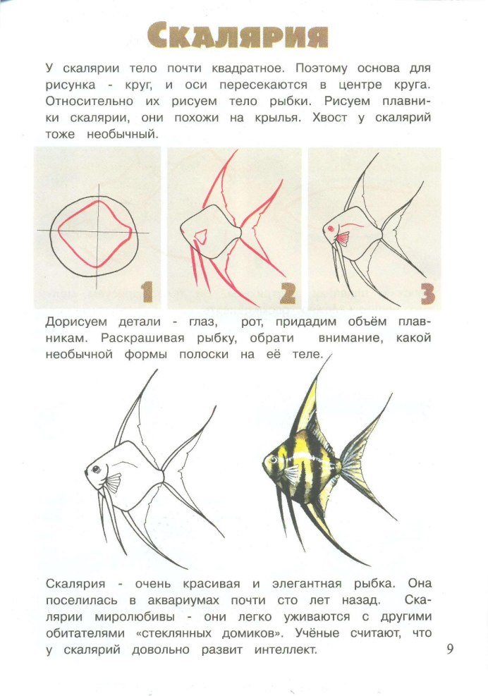Скалярия болгарская зелёная Жемчужина