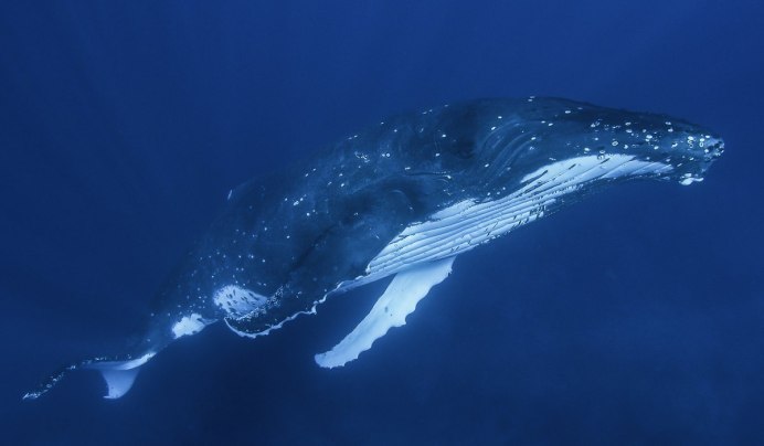 Дельфин альбинос в черном море