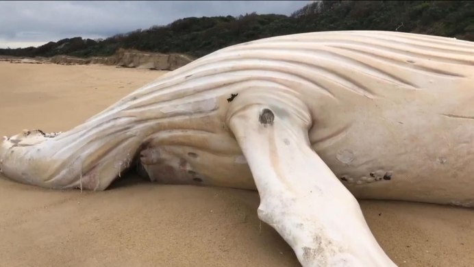 White Whale Тирасполь