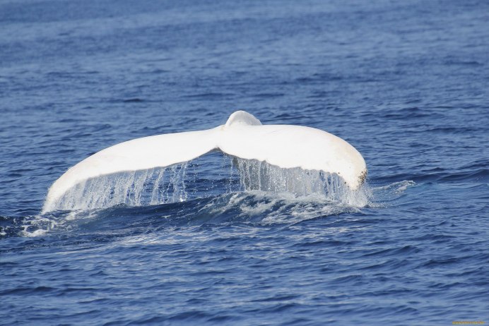 Baleine Jonas
