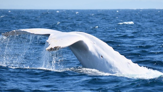 Future White Whale
