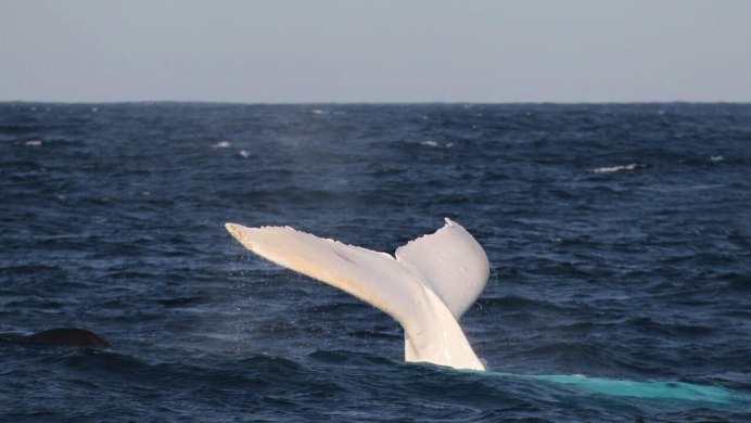 A Whale is big animal on our Planet.
