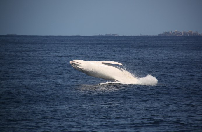 (Migaloo кит