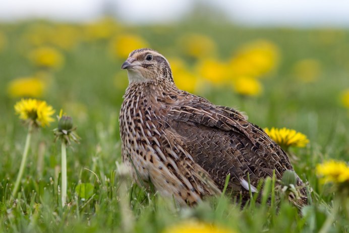 Перепел Coturnix Coturnix