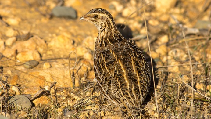 Перепел Coturnix Coturnix