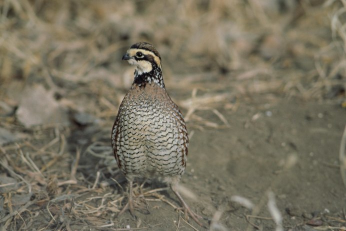 Coturnix ypsilophora